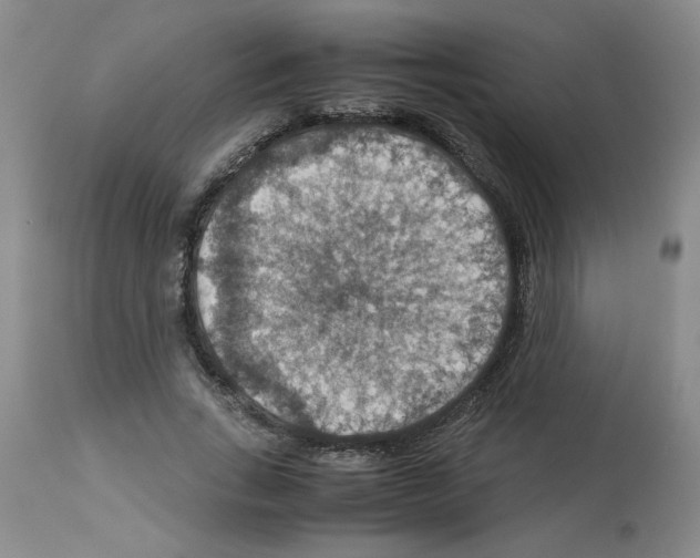 X0000112950735200910051218