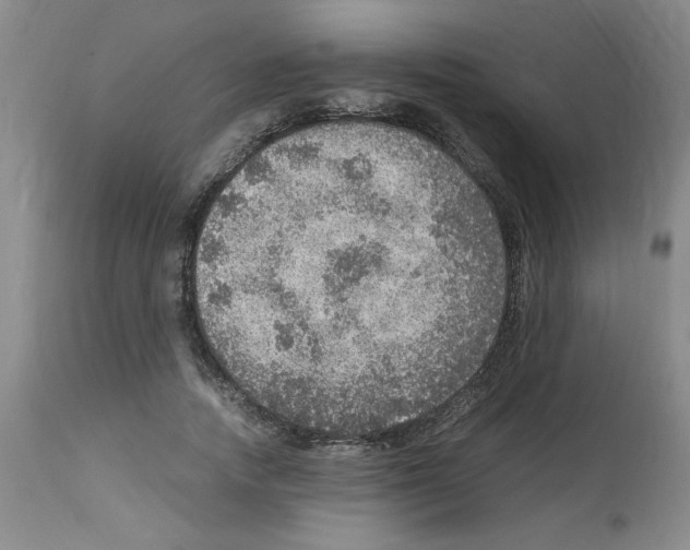 X0000112950738200910051218