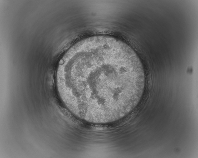X0000112950746200910051218