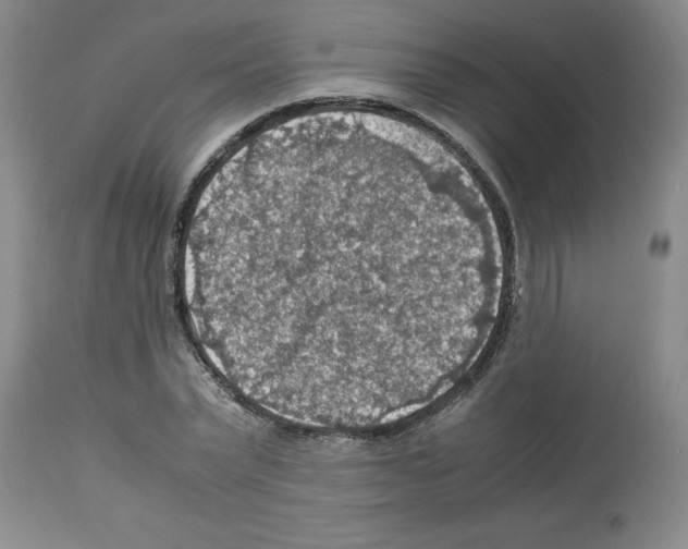 X0000112950783200910051218