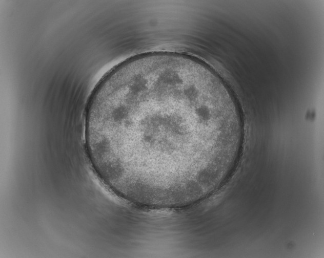 X0000112950838200910051217