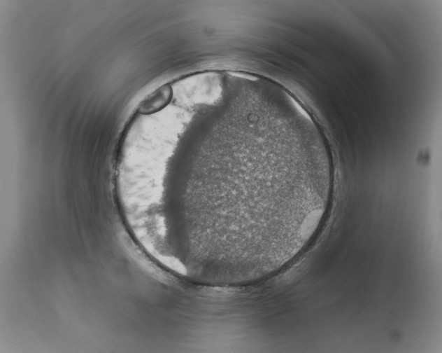 X0000112950854200910051217
