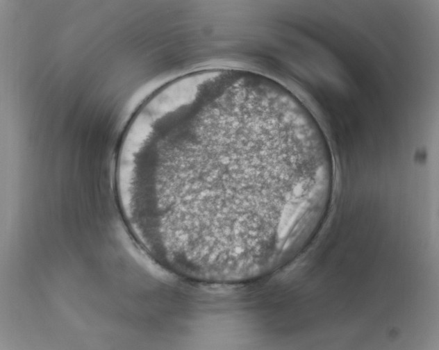 X0000112950862200910051217