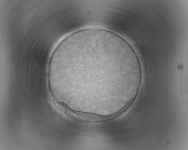 X0000112950864200910051217