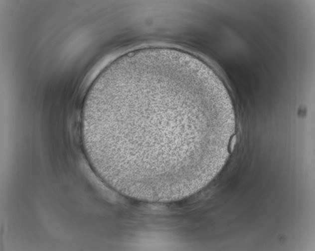 X0000112950911200910051215