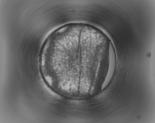 X0000112950951200910051215