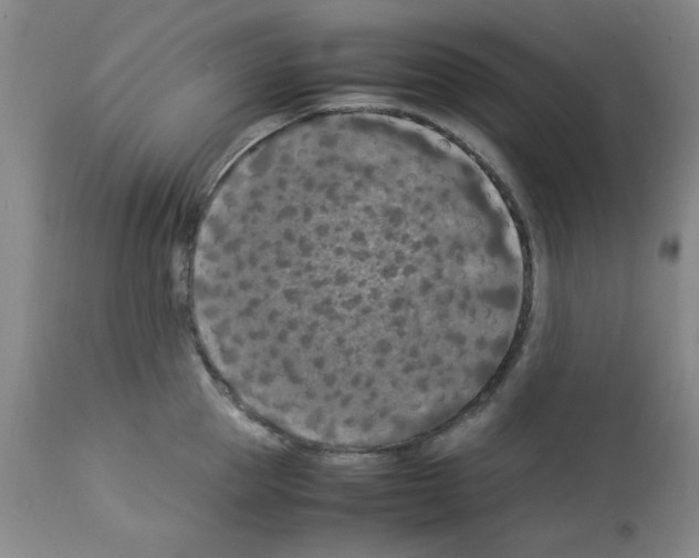 X0000112950953200910051215