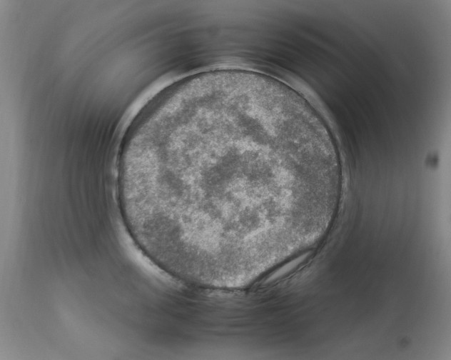 X0000112950955200910051215