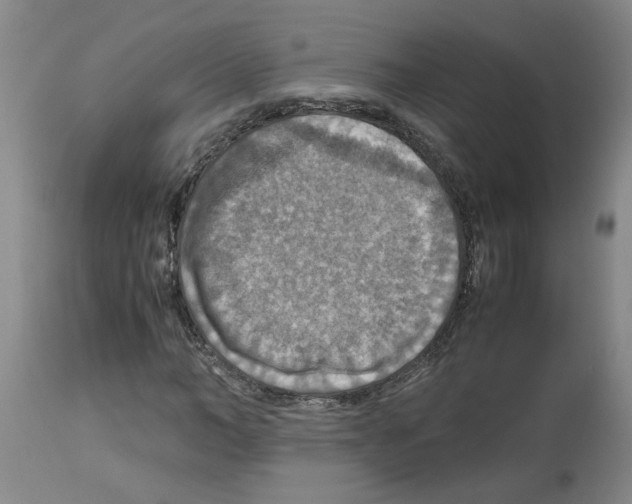 X0000112950966200910051215