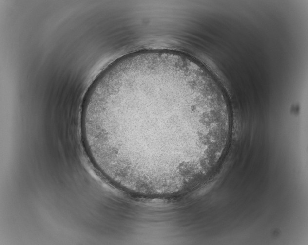 X0000112950986200910051214