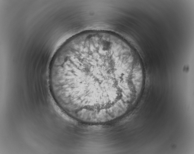 X0000112950990200910051214