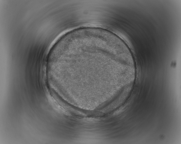 X0000112951000200910051214