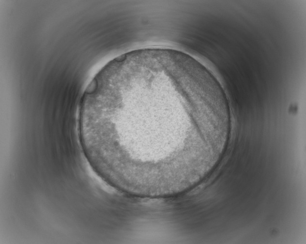 X0000112951006200910051214