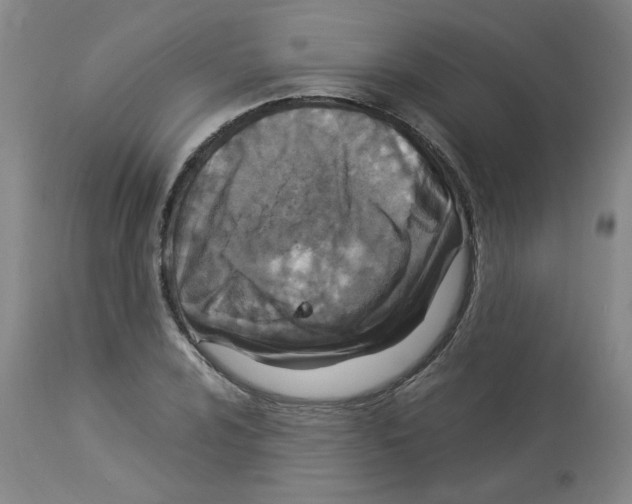 X0000112951024200910051214