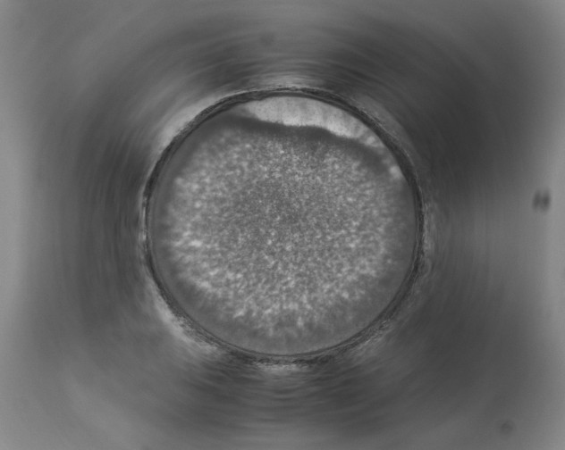 X0000112951031200910051214