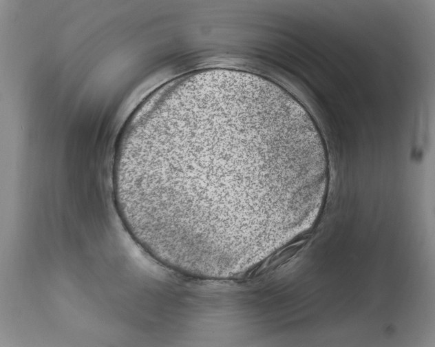 X0000112951050200910051214