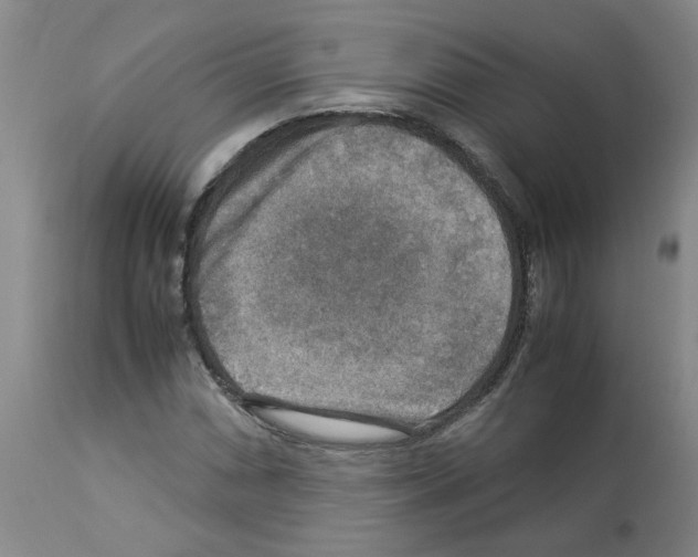 X0000112951066200910051213