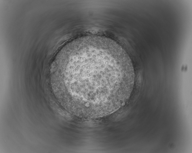 X0000112951105200910051212