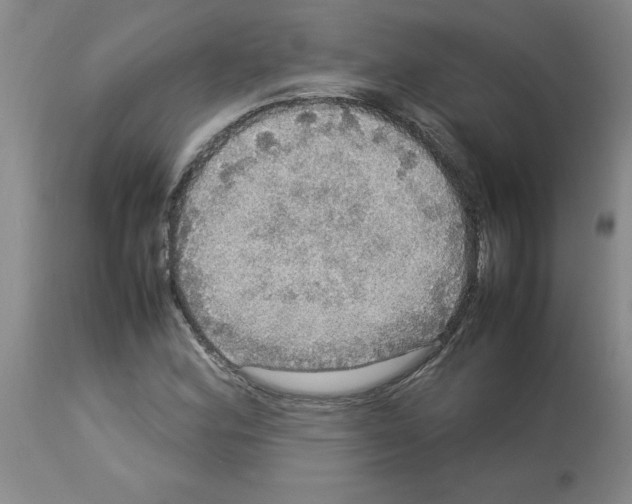 X0000112951164200910051212