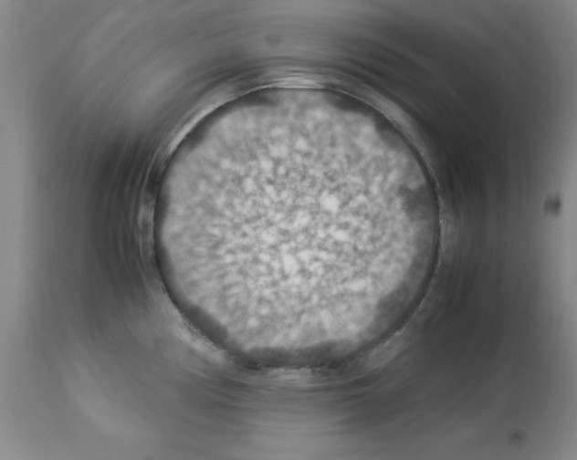 X0000112951194200910051211