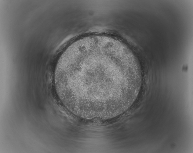 X0000112951206200910051211