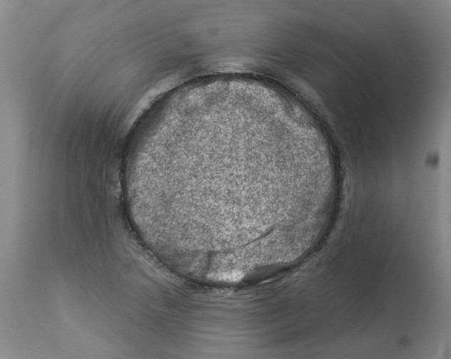 X0000112951218200910051211