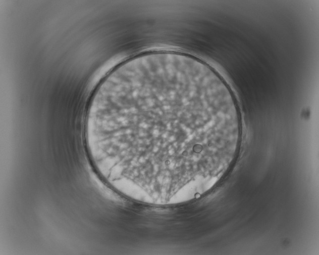 X0000112951245200910051211
