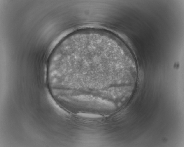 X0000112951295200910051210
