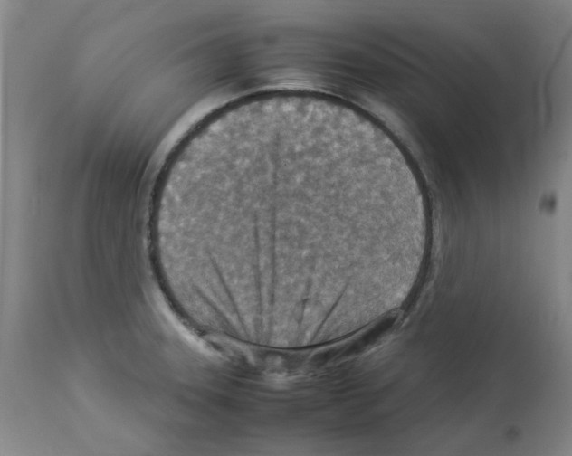 X0000112951331200910051210
