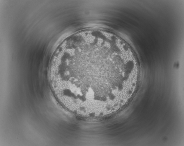X0000112951338200910051210