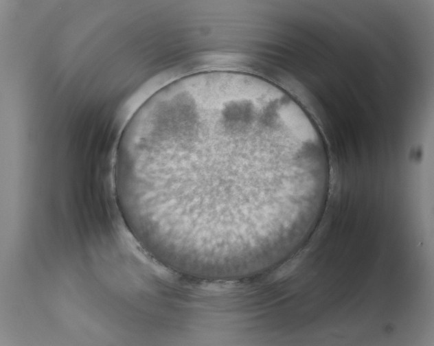 X0000112951386200910051209
