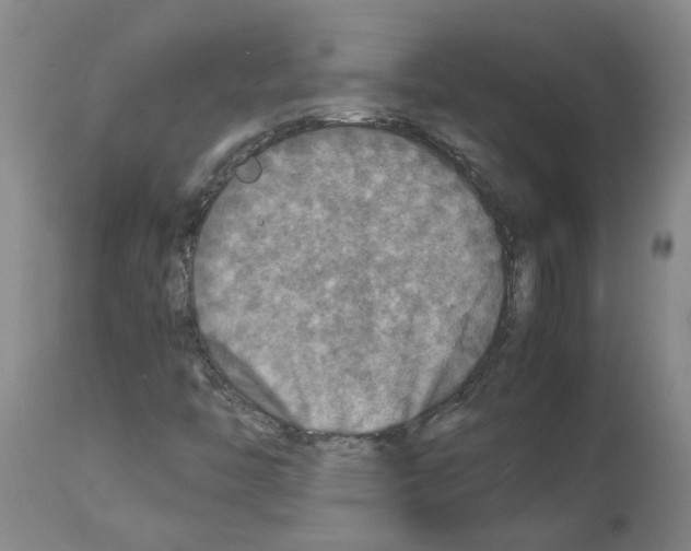 X0000112951446200910051208