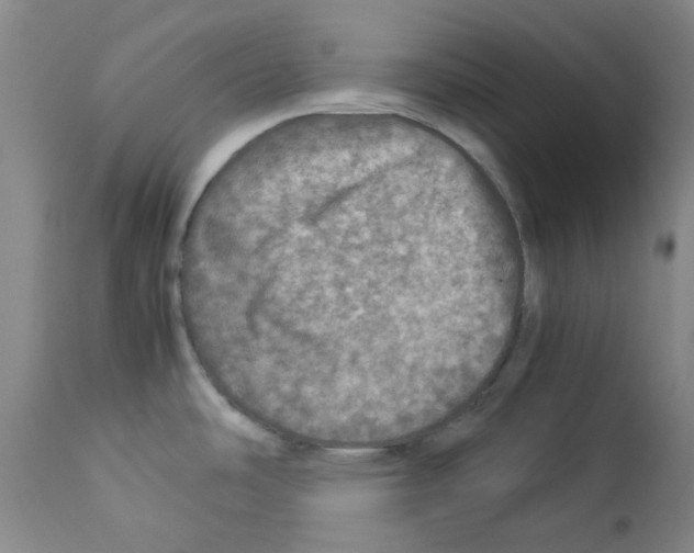 X0000112951486200910051207