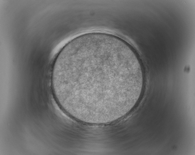X0000112951504200910051207