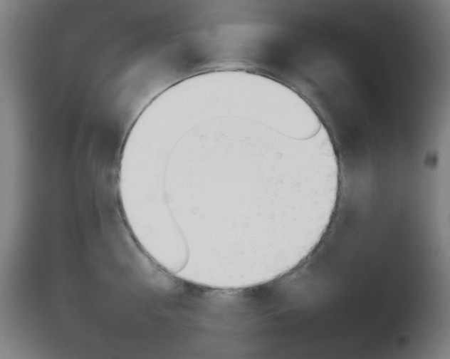 X0000112960810200908270918