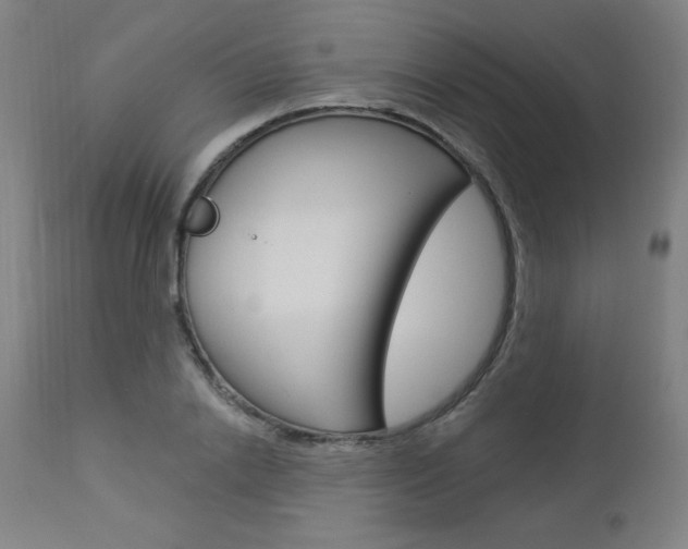 X0000112960838200908270918