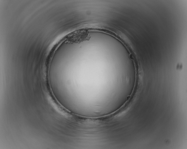 X0000112960981200908270915