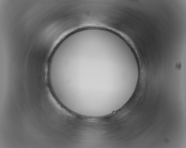 X0000112961295200908270910