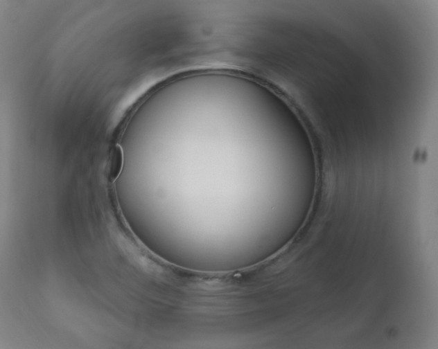 X0000112961460200908270907