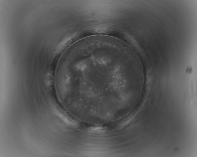 X0000112960161200908271125