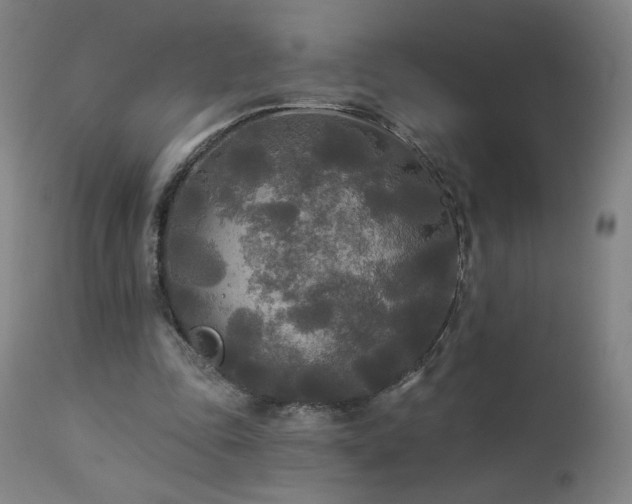 X0000112960343200908271122