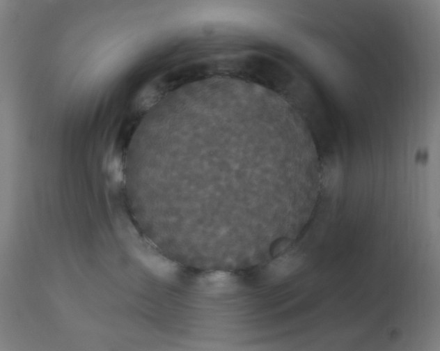 X0000112960431200908271121