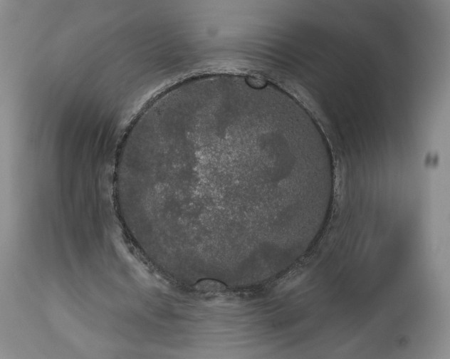 X0000112960434200908271120