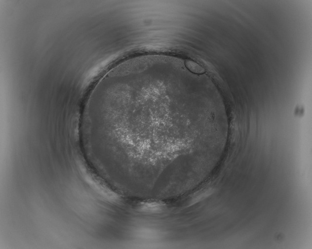 X0000112960446200908271120