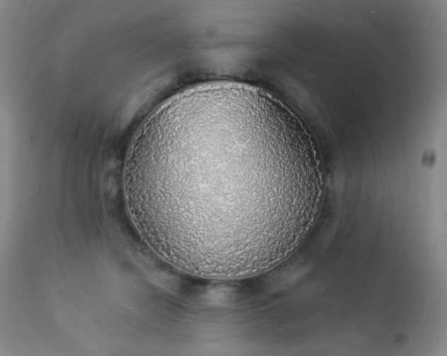 X0000112960462200908271121