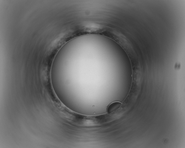 X0000112960510200908271120