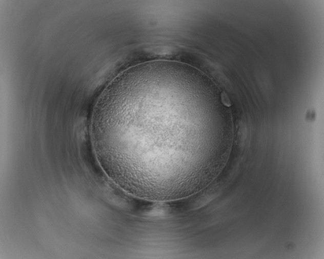 X0000112960612200908271118