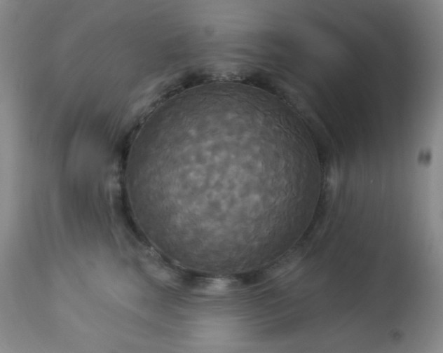 X0000112960663200908271118