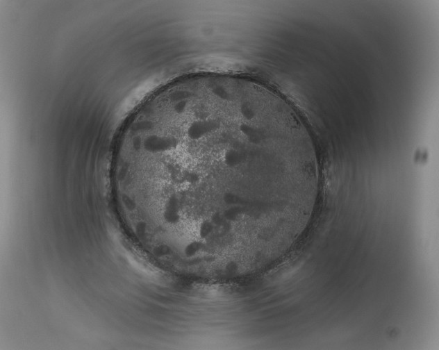 X0000112960679200908271117