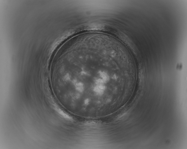 X0000112960721200908271116